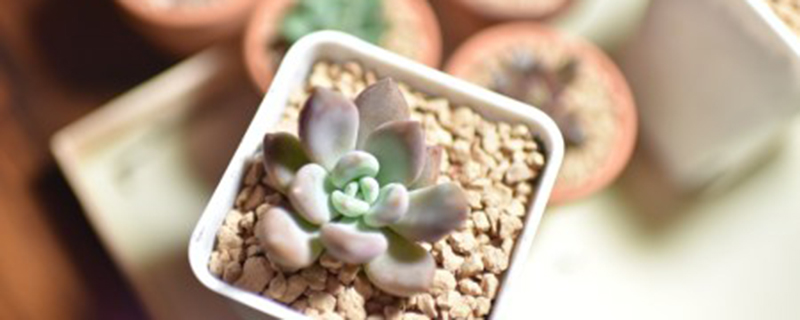 多肉植物移栽什么时候开始浇水