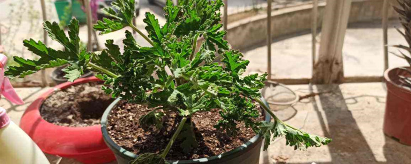 驱蚊草喜阴还是喜阳光