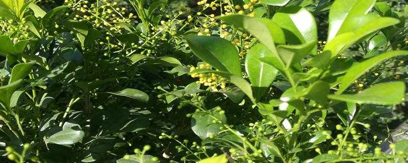 米兰花分泌粘液怎么治