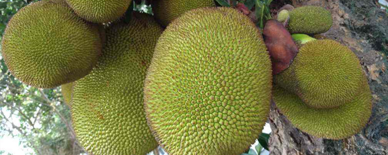 菠萝蜜种子怎么种盆栽