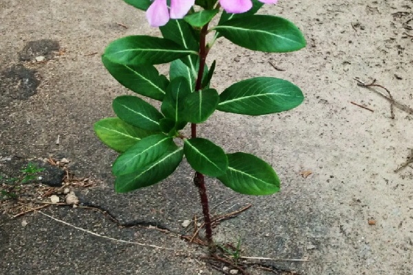 真正的花坚强，墙缝、地缝都能长，开花特别旺！