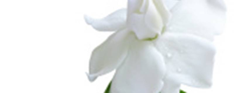 栀子花鲜花怎么保养