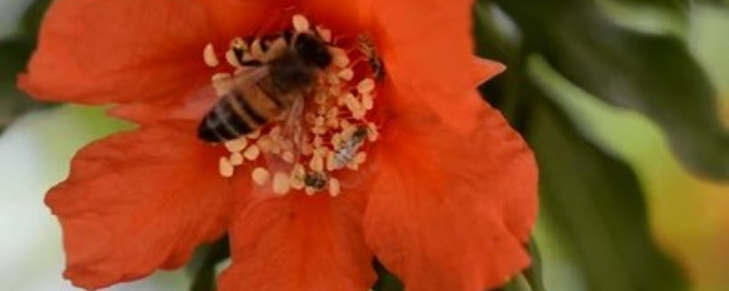 石榴公花母花区别