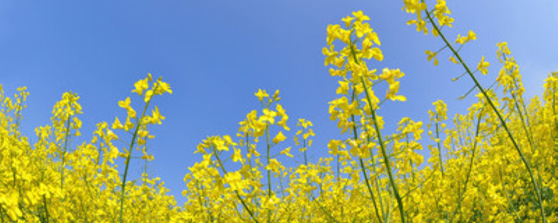 油菜花有几个雄蕊