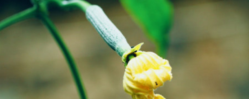 两性花一定是完全花吗