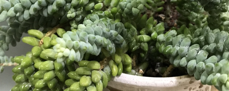 玉坠叶片褶皱