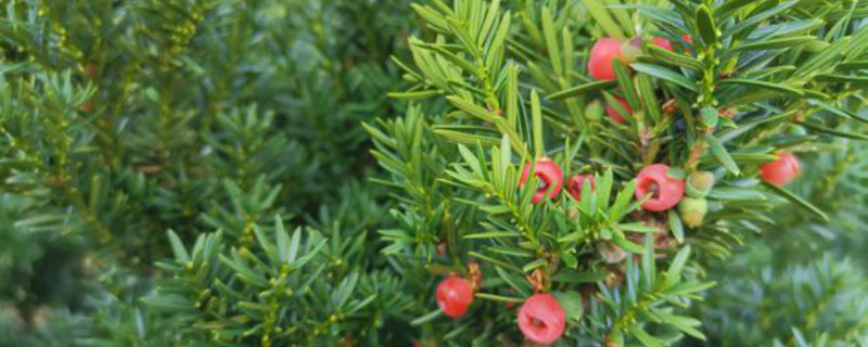 红豆杉适合北方种植吗