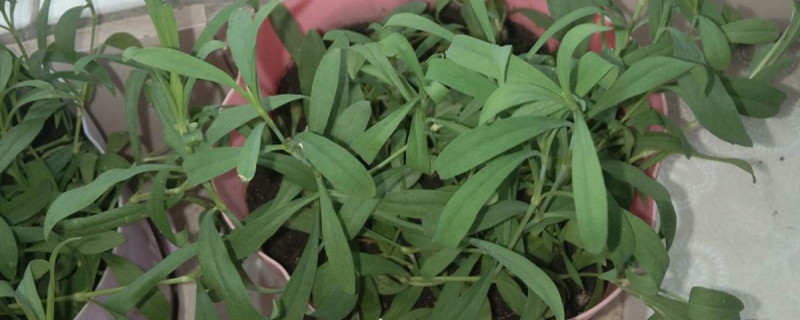 甜叶菊和甜菊叶是一种吗 甜叶菊和甜菊叶是一种吗