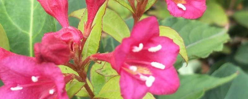 花草除虫用什么药 花草除虫用什么药