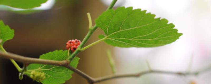 桑树开花吗