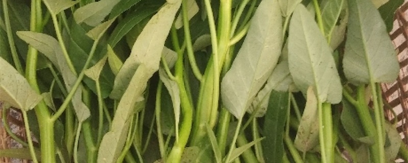 扦插空心菜的种植方法