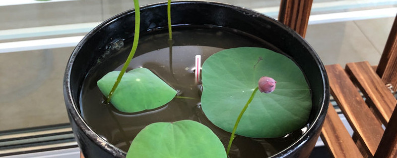 水生花卉有哪些