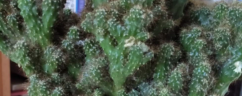 五指山花卉的养殖方法