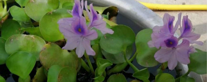 水葫芦是什么类植物