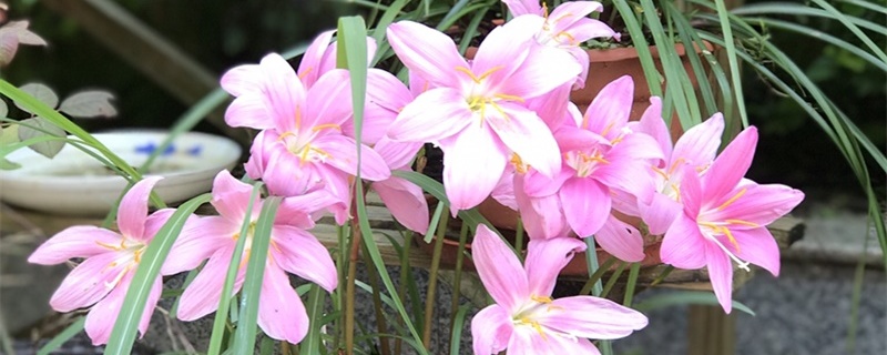 风雨兰开花后从哪里剪