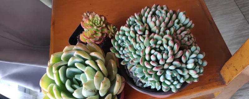 蓝苹果夏天怎么养 蓝苹果夏天怎么养