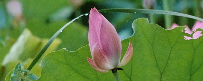 池塘里面怎样栽植荷花