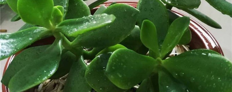 玉树叶子发软没光泽