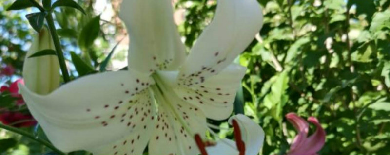 百合花谢后该如何处理球茎 百合花谢后该如何处理球茎