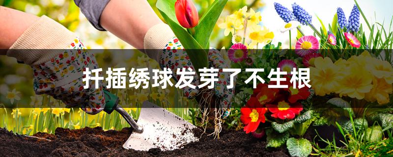 扦插绣球发芽了不生根 扦插绣球发芽了不生根