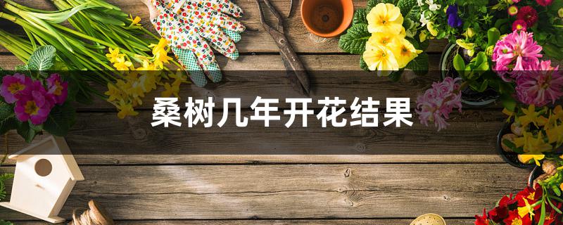 桑树几年开花结果 桑树几年开花结果