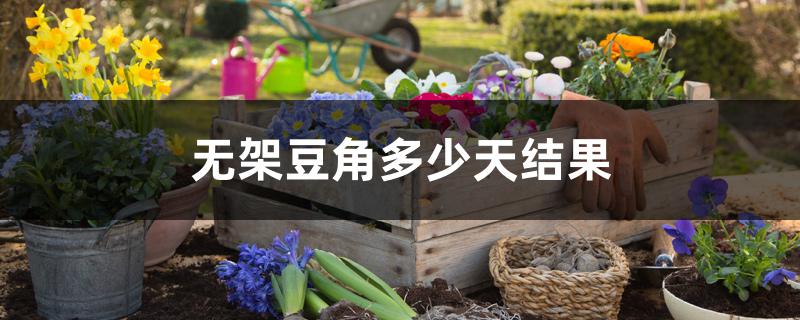 无架豆角多少天结果 无架豆角多少天结果