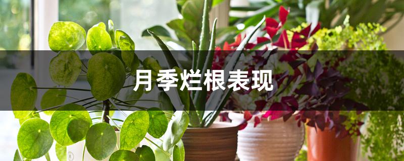 月季烂根表现