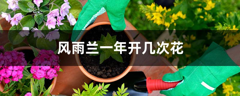 风雨兰一年开几次花 风雨兰一年开几次花