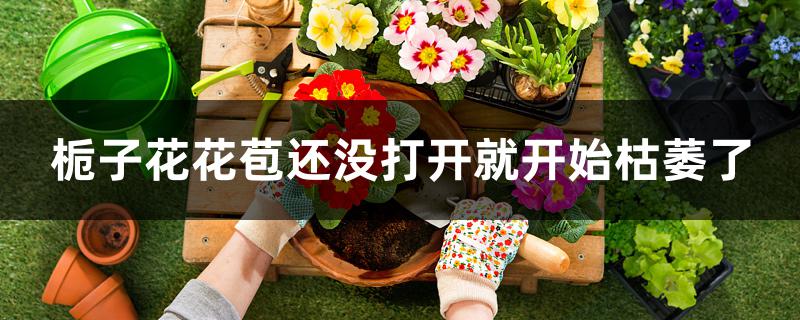 栀子花花苞还没打开就开始枯萎了