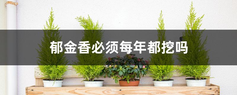 郁金香必须每年都挖吗