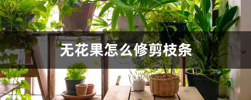 无花果怎么修剪枝条