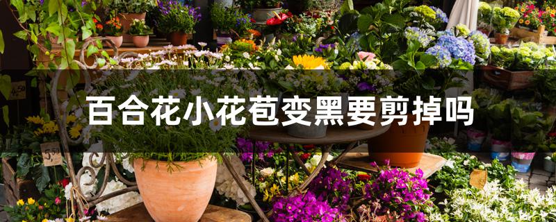 百合花小花苞变黑要剪掉吗 百合花小花苞变黑要剪掉吗
