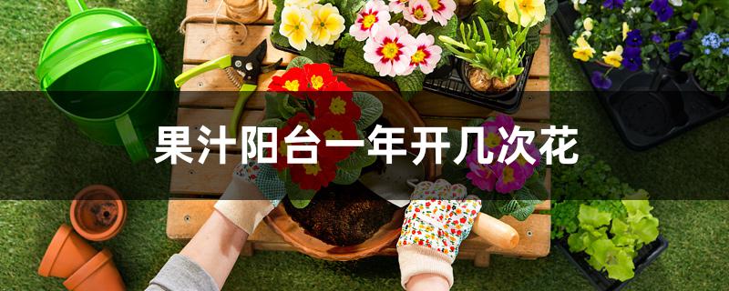 果汁阳台一年开几次花