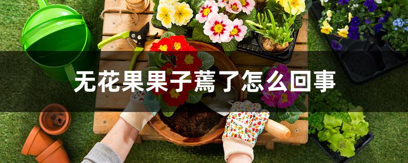 无花果果子蔫了怎么回事 无花果果子蔫了怎么回事