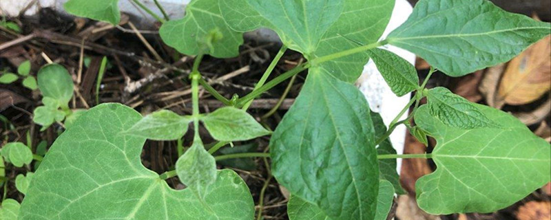 芸豆种子怎样泡种催芽