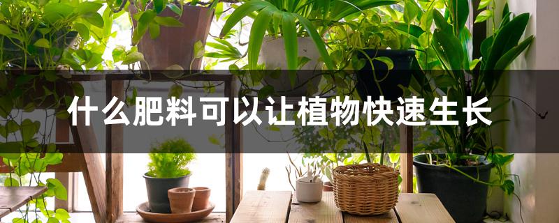 什么肥料可以让植物快速生长