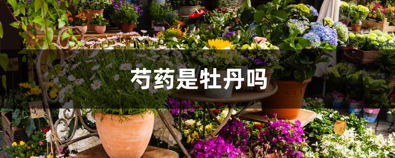 芍药是牡丹吗