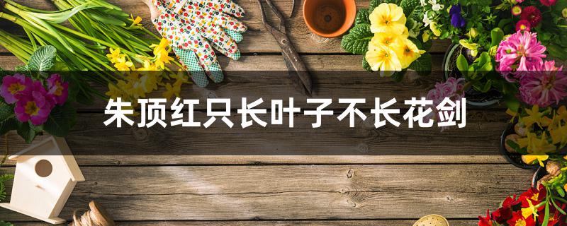 朱顶红只长叶子不长花剑 朱顶红只长叶子不长花剑