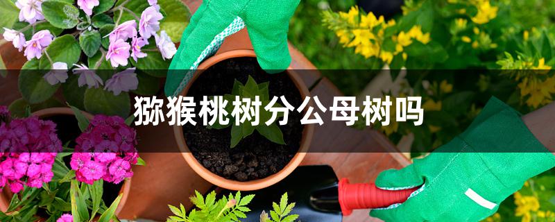 猕猴桃树分公母树吗 猕猴桃树分公母树吗