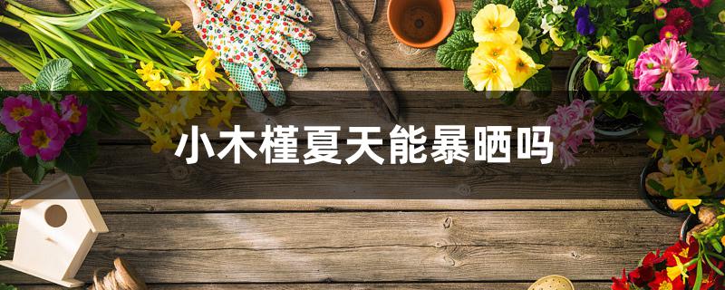 小木槿夏天能暴晒吗 小木槿夏天能暴晒吗