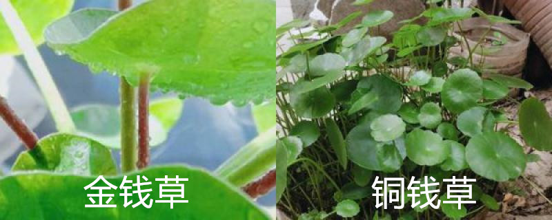 金钱草和铜钱草的区别