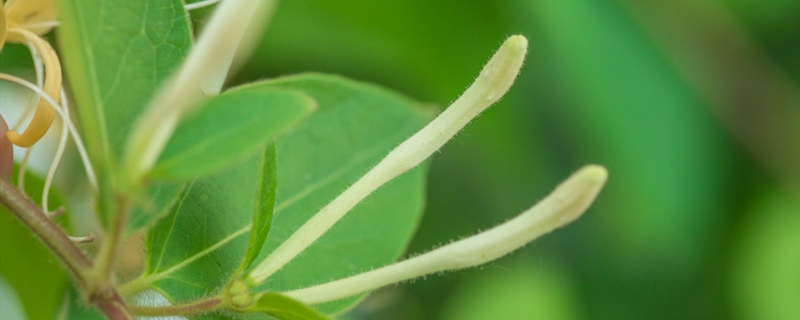 金银花种植方法及时间