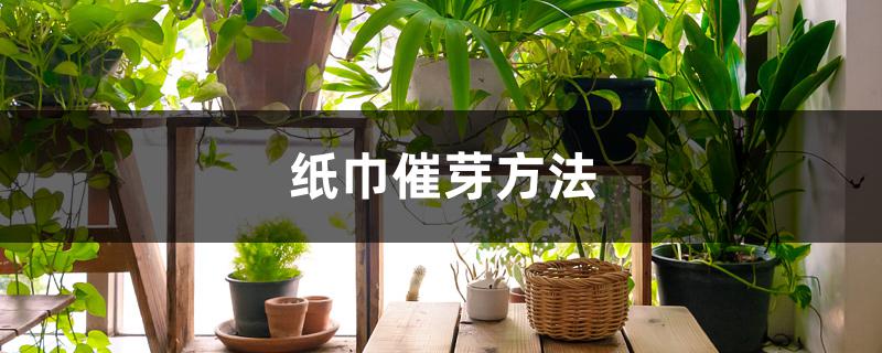 纸巾催芽方法