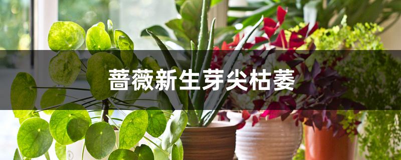 蔷薇新生芽尖枯萎