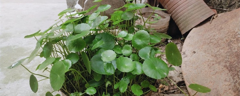 铜钱草根茎水培步骤