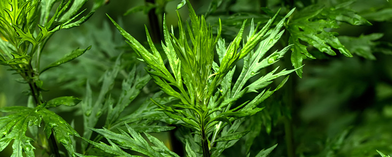 艾草的扦插繁殖方法