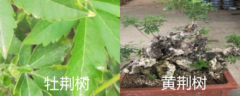 牡荆树与黄荆树区别