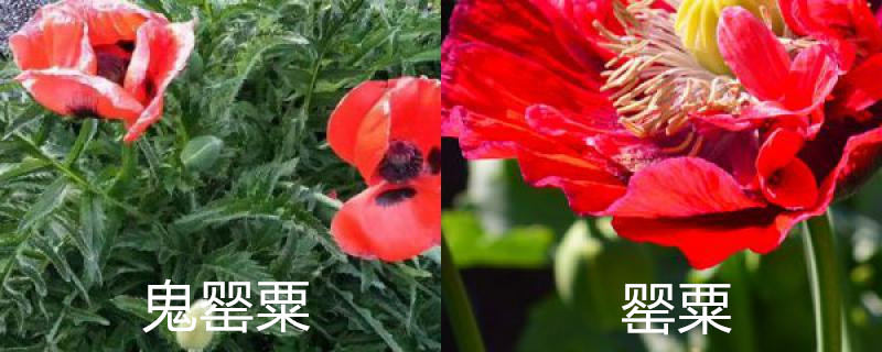 鬼罂粟与罂粟的区别 鬼罂粟与罂粟的区别