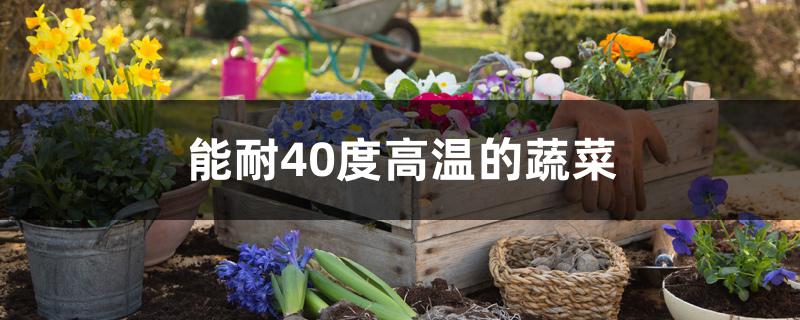 能耐40度高温的蔬菜