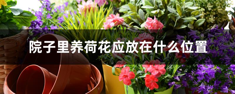 院子里养荷花应放在什么位置